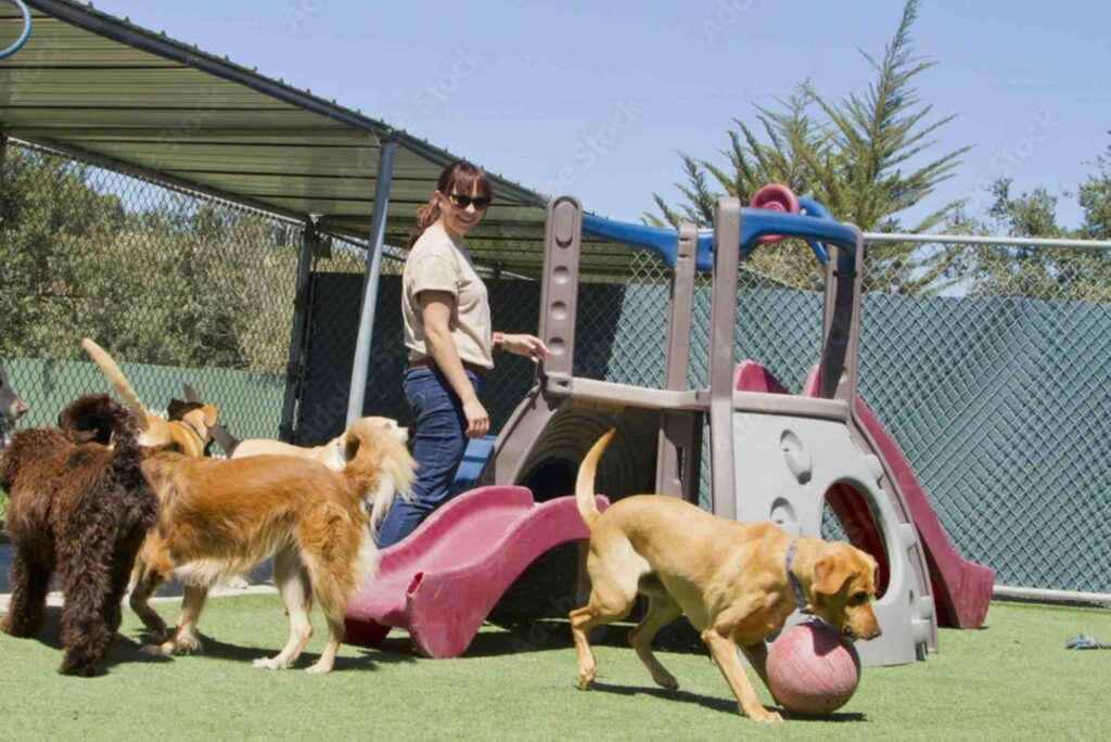 Practical Tips: Moving With Large Pets What Abu Dhabi Residents Should Know