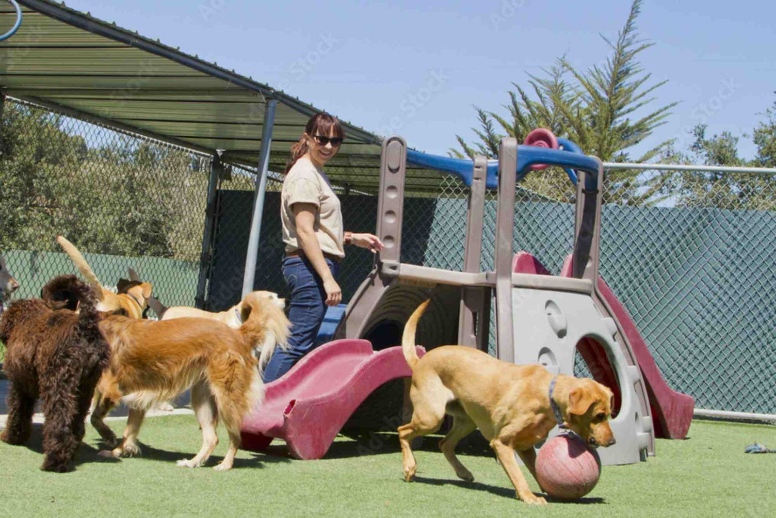 Practical Tips: Moving With Large Pets What Abu Dhabi Residents Should Know